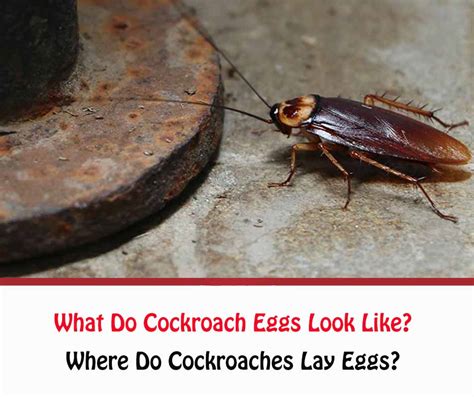 They're filthy and notoriously hard to get rid of cheese, meat, sweets, cardboard, glue, hair, flakes of dried skin, excrement, and…. Cockroach Eggs: What Do Cockroach Eggs Look Like ...