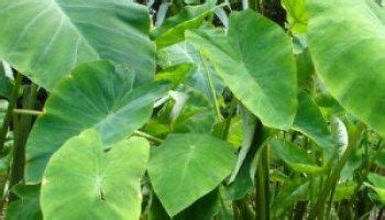 We did not find results for: Are Elephant Ear Plants Poisonous | Elephant ear plant ...