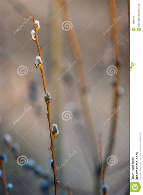 blossoming buds of pussy willow on branches in the spring forest at sunset in april salix