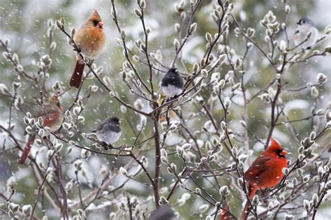 Love Nature These Winter Bird Counts Are A Fun Way To Brighten The