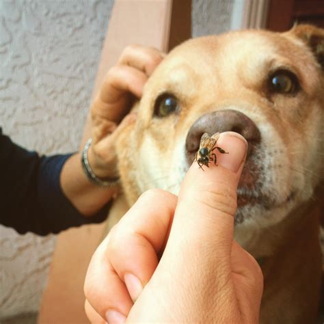 Can Bee Stings Kill Dogs