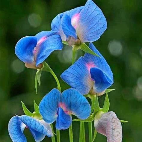 King Tut Sweet Pea Flower Seeds Electric Blue Sweet Pea Etsy