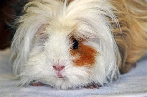 Lunkarya Guinea Pig Info Pictures Traits And Facts Pet Keen