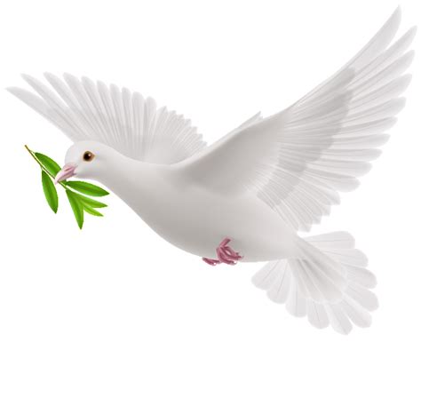 Dove Png Isolated File Png Mart