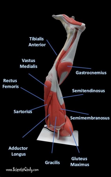 Find the perfect leg muscle diagram stock photos and editorial news pictures from getty images. Lateral Leg Muscle Diagram / Human leg - Wikipedia - Editable vector illustrator cc file ...