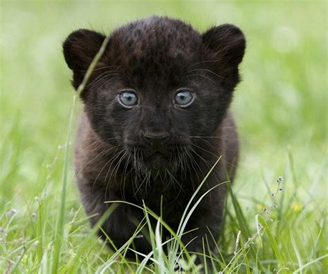 Time For Our Close Up The Astonishing Blue Eyed Gaze Of The Twin