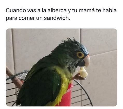 Cuando Vas A La Alberca Y Tu Mamá Te Habla Para Comer Un Sandwich Memes