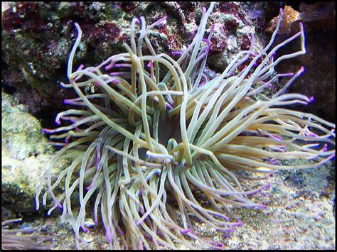 Pics Of My New Baby Anemone Reef Central Online Community