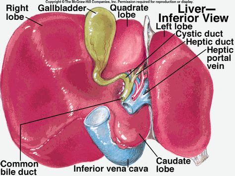 Common Hepatic Duct Google Search Anatomy Gastrointestinal System