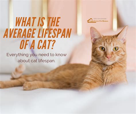 What Is The Average Lifespan Of A Cat Undercover Pet Houses