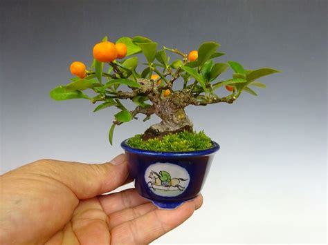 Trending Indoor Bonsai Lemon Tree Most Complete Hobby Plan