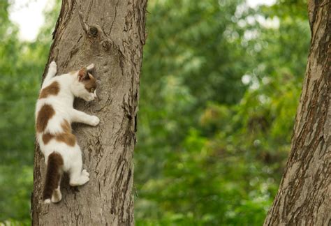 Chat Coincé Dans Un Arbre Qui Appeler - Pourquoi les chats restent-ils coincés dans les arbres