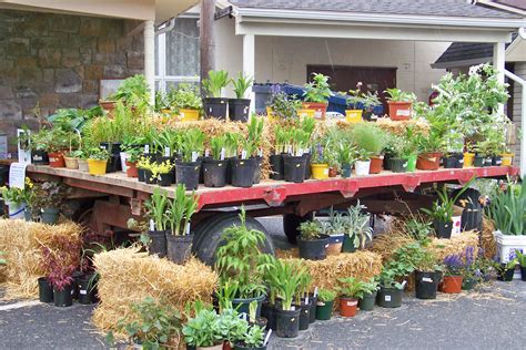 Perennial flowers for sale canada. Perennial plant sale 5-14 - Mt Joy Gift & Thrift