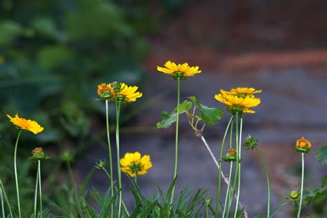 Bright Yellow Daisies Free Stock Photo Public Domain Pictures