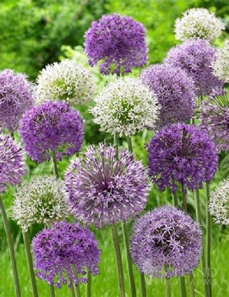 10 Purple White Allium Bulbs Blooming Onion Flowering Perennial Garden