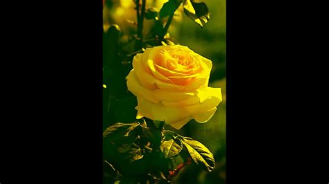 Las Rosas Más Hermosas Del Mundo Para Mi Amiga Danny Doneda Dj Kikito