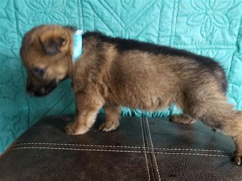4 Week Old Sable Male Ddr Working Lines German Shepherd Puppy At The