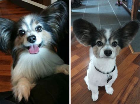 128 Dogs Before And After Their Haircuts Add Yours Artofit