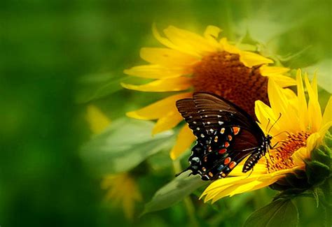 Butterfly Insects Sunflower Wallpaper Top Free Download Images