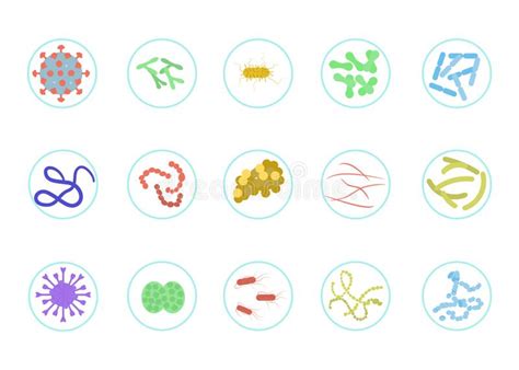 Types Of Bifidobacteria Bifidumbacterium Probiotics Good Intestinal