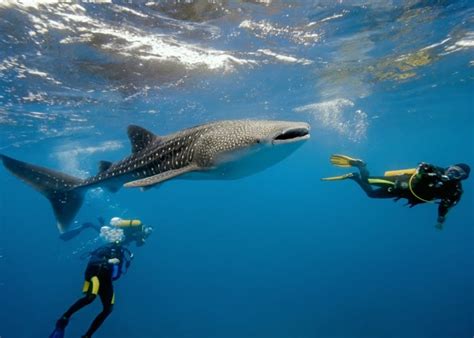 【セブ島】ジンベイザメツアーに参加するときの便利な持ち物まとめ おすすめ旅行を探すならトラベルブック travelbook