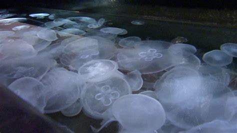 Aquarium Of The Pacific In Long Beach Unveils New Sea Jellies Exhibit