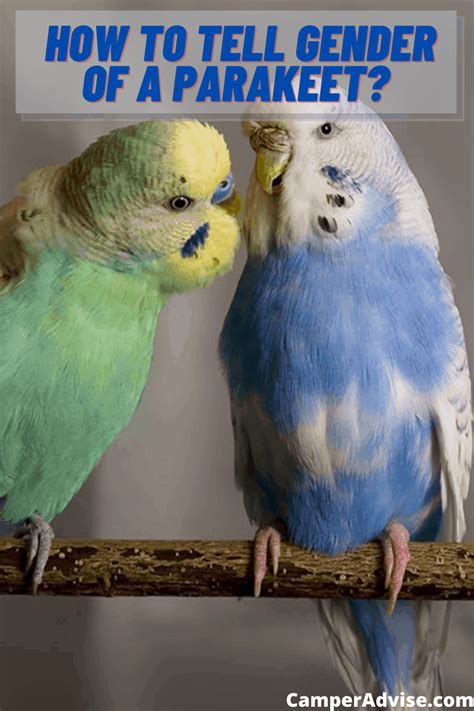How To Tell Gender Of A Parakeet Male Or Female Parakeet Budgie