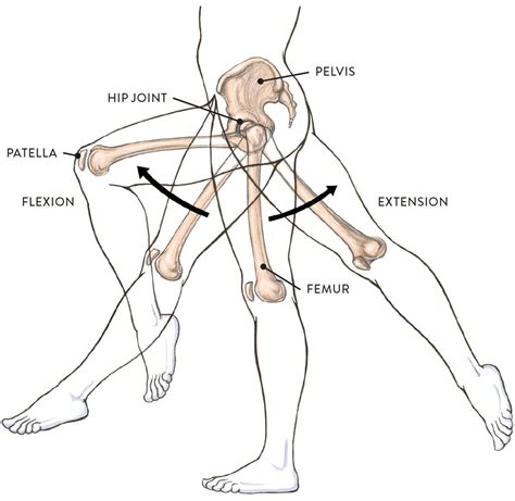 Joints And Joint Movement Classic Human Anatomy In Motion The Artist
