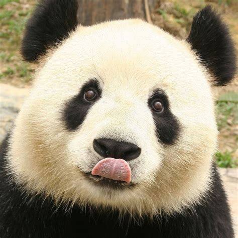 Funny Panda Youtube