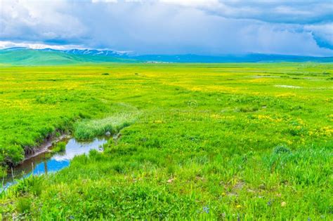 The Meadow With Yellow Wildflowers Stock Image Image Of Island