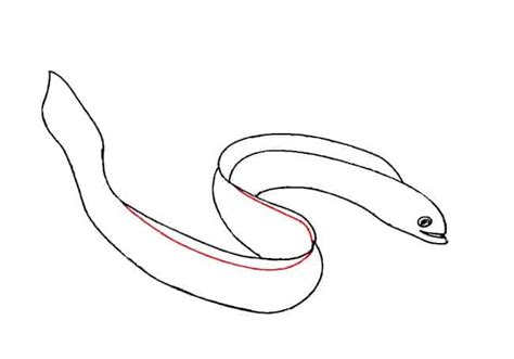 How To Draw An Eel Step By Step Part 2 Easy Animals 2 Draw