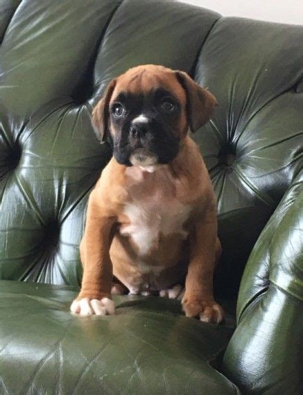 Free online seminars · 100 years of experience Boxer Puppies For Sale | Charleston, SC #234730 | Petzlover