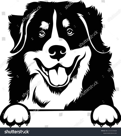 Bernese Mountain Dog Vector Image Peeking Royalty Free Stock Vector
