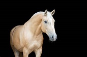 The Palomino Horse: Explore The Facts Behind The Gold