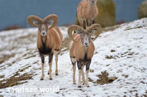 Anatolian Sheep Ovis Gmelini Gmelinii Ralfs Wildlife And Wild Places