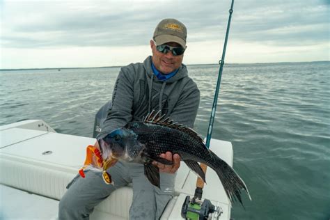 Go Bigger For Knothead Black Sea Bass On The Water