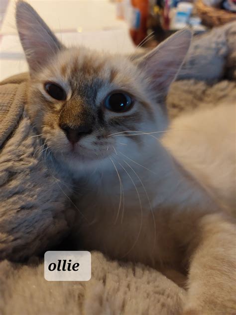 Adopt Ollie The Lynx Point Siamese From Cats Can Inc In Oviedo Fl