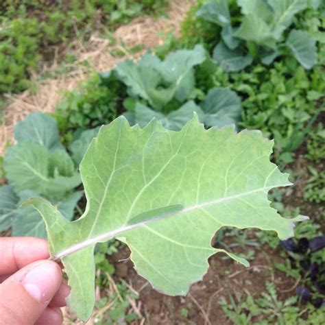 Some, such as gardenquilt and shade netting, will last much longer. Frost and Pest Protection with Row Covers | Cabbage worms ...