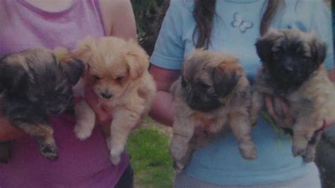 Cleo is a gorgeous aca shih tzu puppy. shih tzu and pomeranian mix puppies for Sale in Trego ...