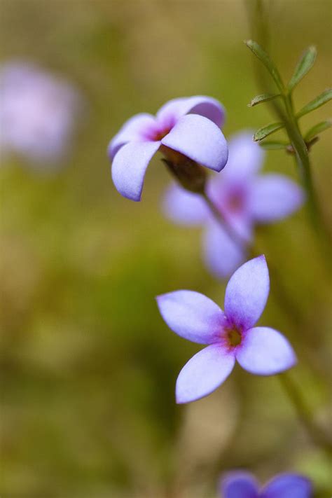 Tiny Bluet Wildflower Houstonia Pusilla Photograph By Kathy Clark