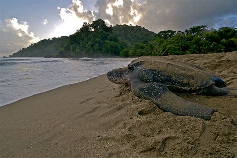 Leatherback Sea Turtle Facts And Pictures Reptile Fact