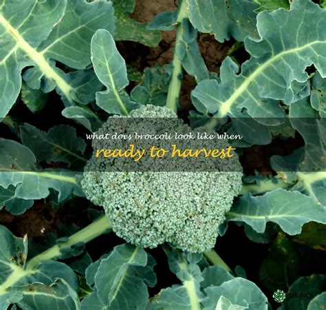 Harvesting Broccoli How To Identify When Its Ready For Picking Shuncy