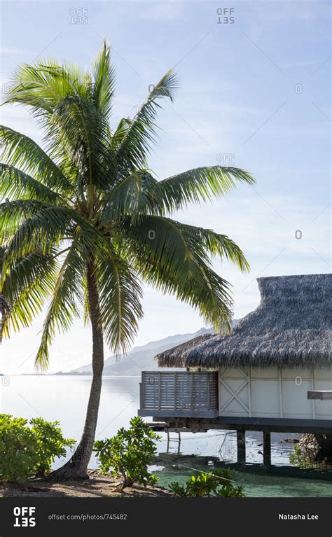 Palm Tree And Overwater Bungalow On Tropical Island Beach Stock Photo