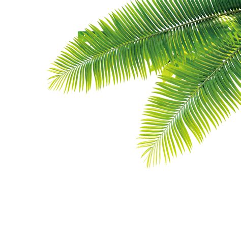 Date Palm PNG Photos PNG All