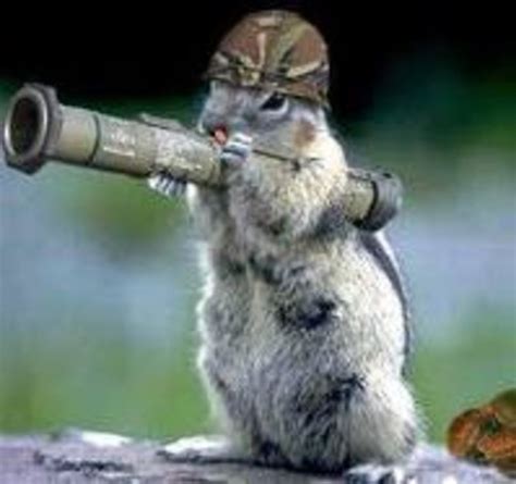 Funny Animals Army In Photos Funny And Cute Animals
