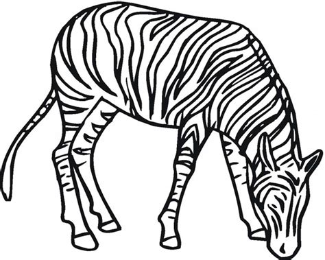 2) click on the coloring page image in the bottom half of the screen to make that frame active. Zebra Coloring Pages | Free download on ClipArtMag
