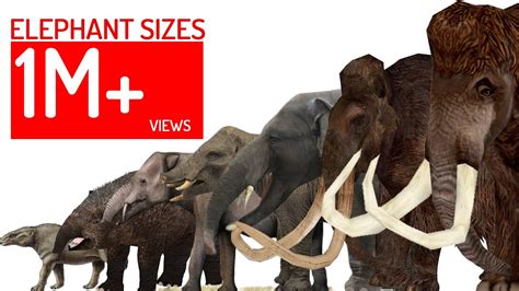 Size Comparison Elephants And Mammoths Sizes Youtube
