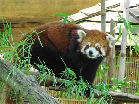 Red Panda At Columbus Zoo A Photo On Flickriver
