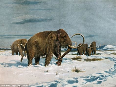 Did Humans Wipe Out The Woolly Mammoths To Use Their Bones For Fuel
