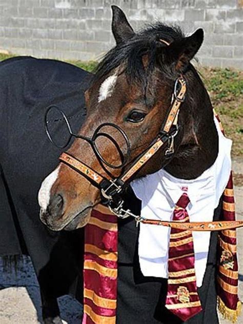 26 Creatively Costumed Horses Who Are Masters Of Disguise Horse